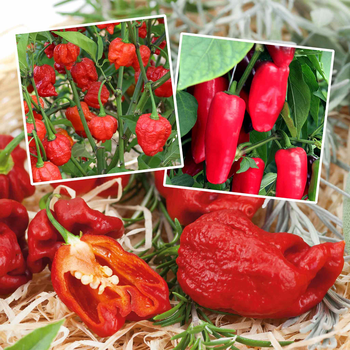Chilli Pepper 'Firehouse' Collection 3 Plants Late June Despatch