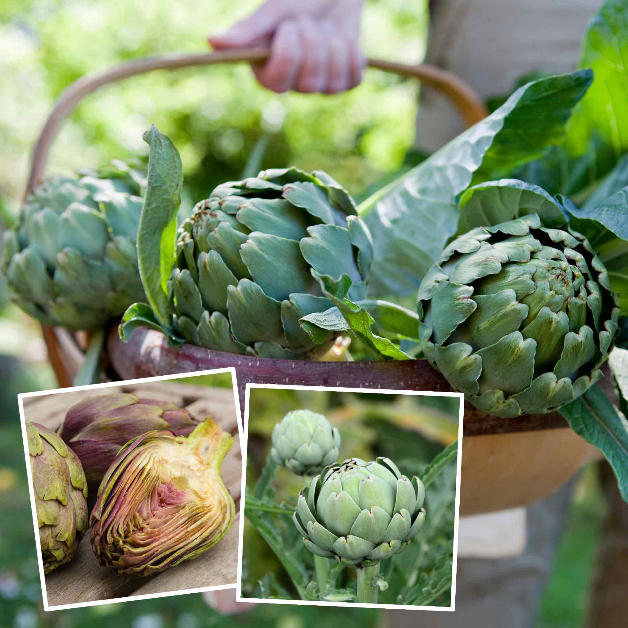 companion plants artichoke Artichoke Plant 'Duo Pack'