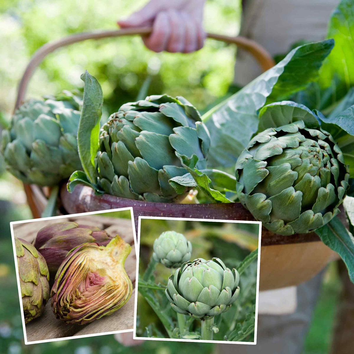 Artichoke Duo Pack Plants Buy Artichoke Plants Online Artichoke