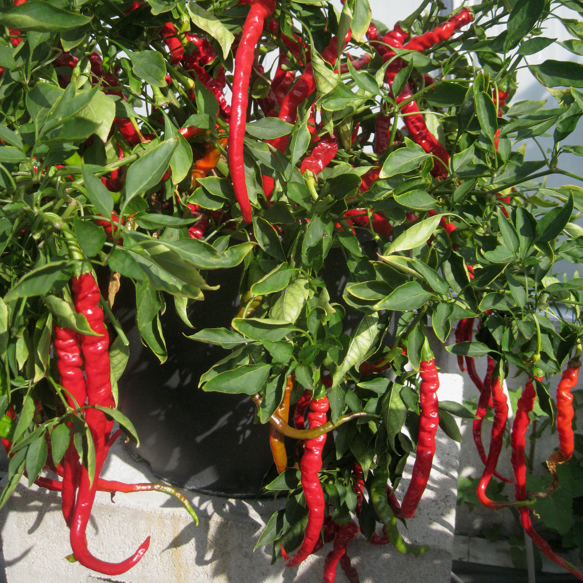 Chilli 'Fiery Tongues' Plants Late May Despatch Buy Chilli Plants