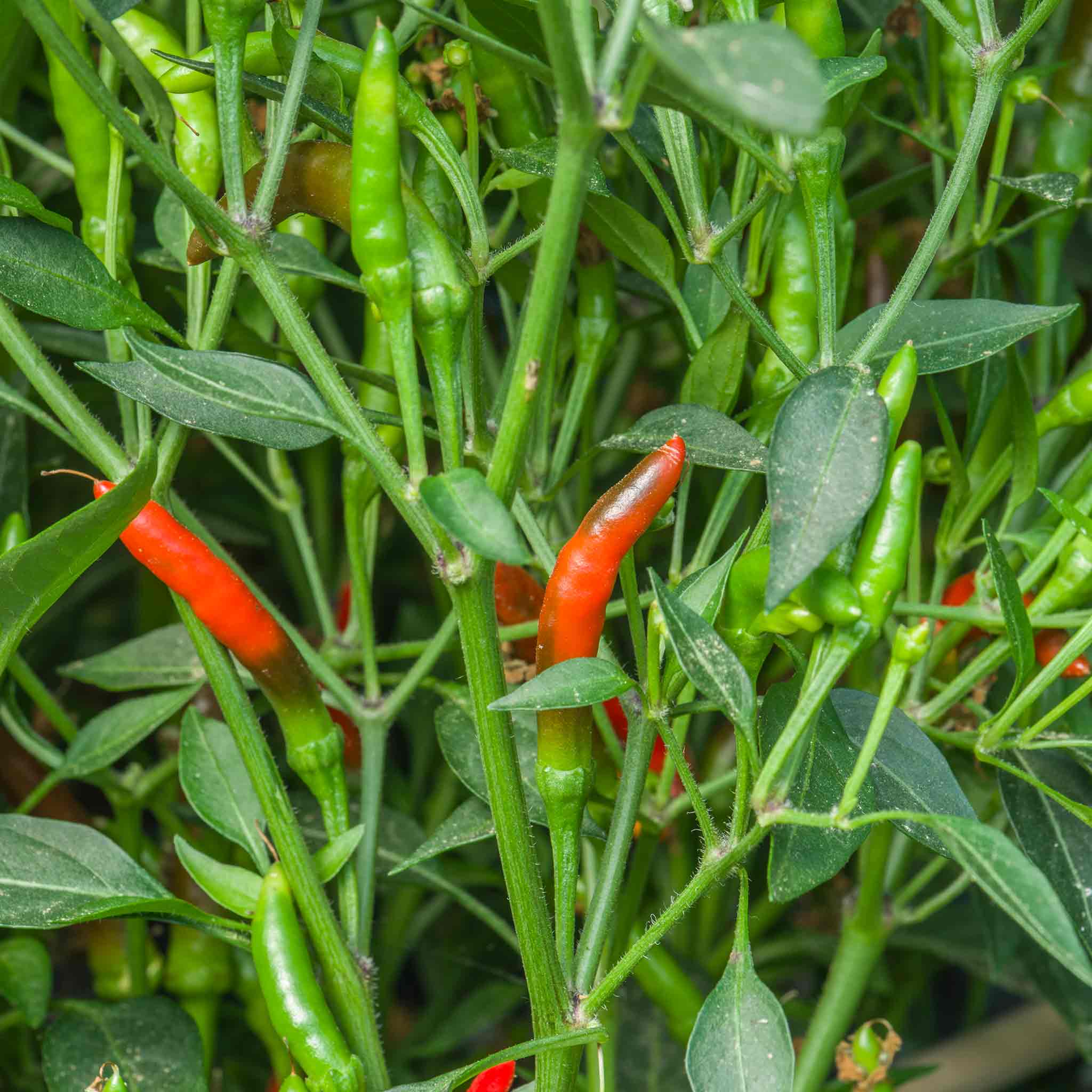 demon seed plant Chilli Plant 'Demon'