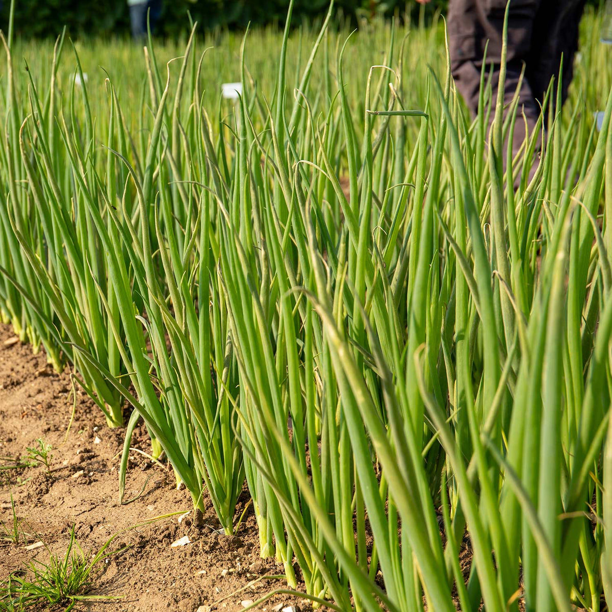 Onion 'Red Baron' Sets Buy Onion Sets Online Onion Sets for Sale