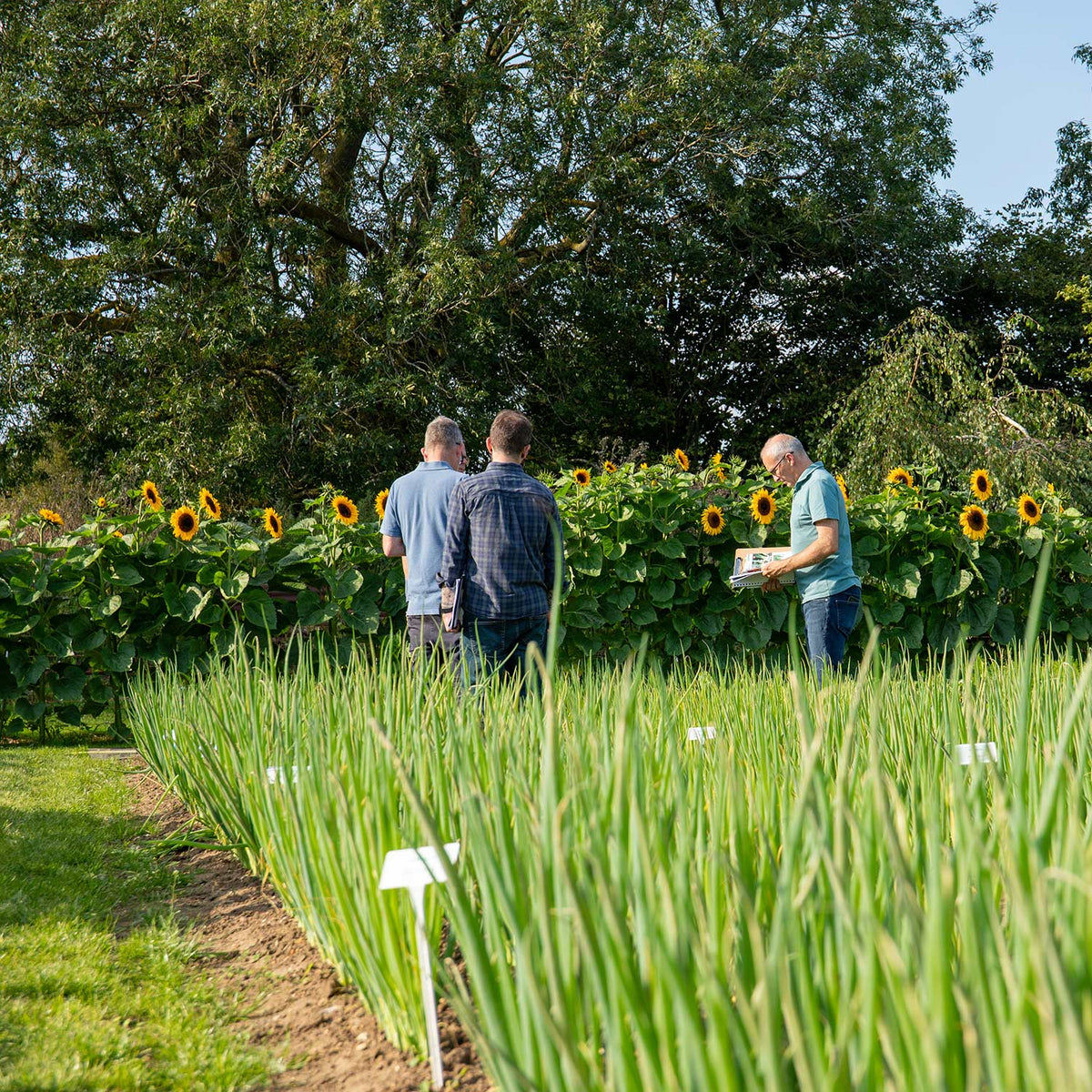 Spring Onion 'White Lisbon' 12 Garden Ready Plants Buy Spring Onion