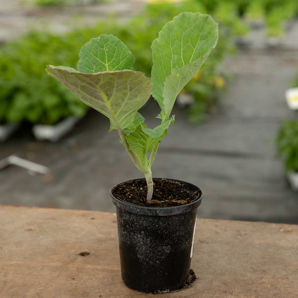 Cabbage Savoy Serpentine 3 x 9cm Plant Buy Cabbage Plants Online