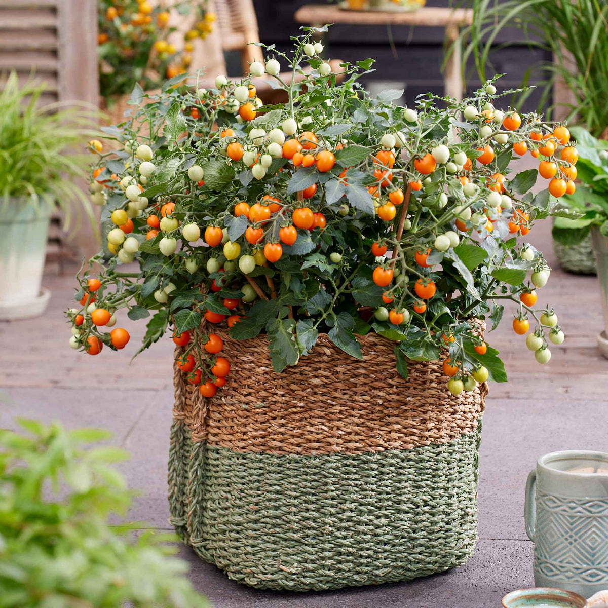 Tomato 'Tiny Tempatations Orange' Plugs Mid April Despatch Buy