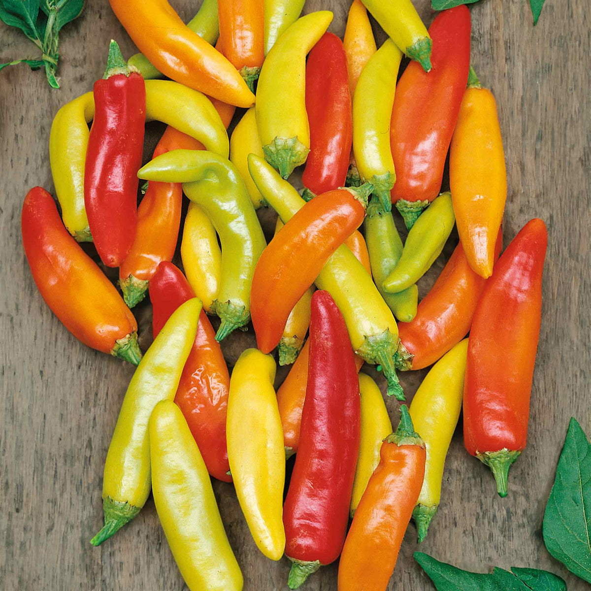 Chilli Pepper 'Hungarian Hot Wax' 13cm Plant Buy Chilli Plants Online