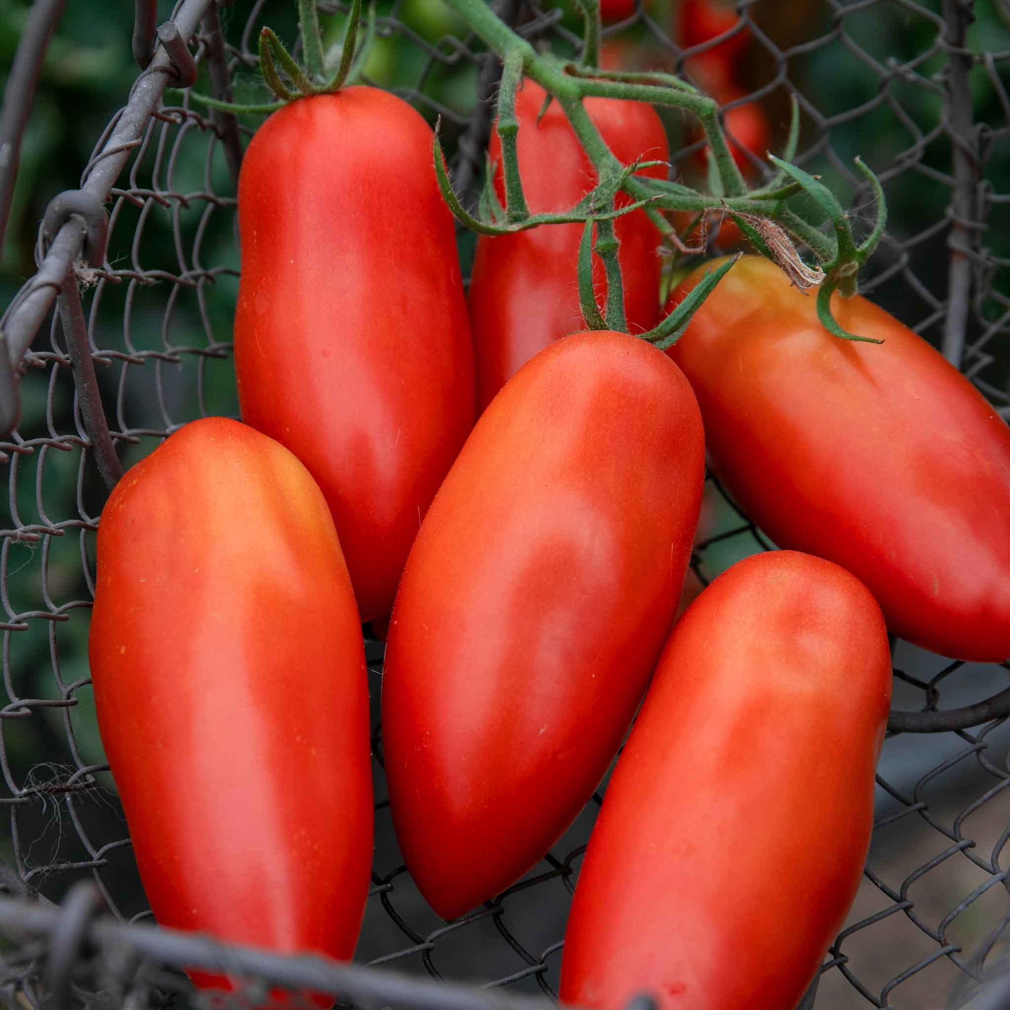 Grafted Cordon Tomato Plant 'Pozzano' | Marshalls Garden