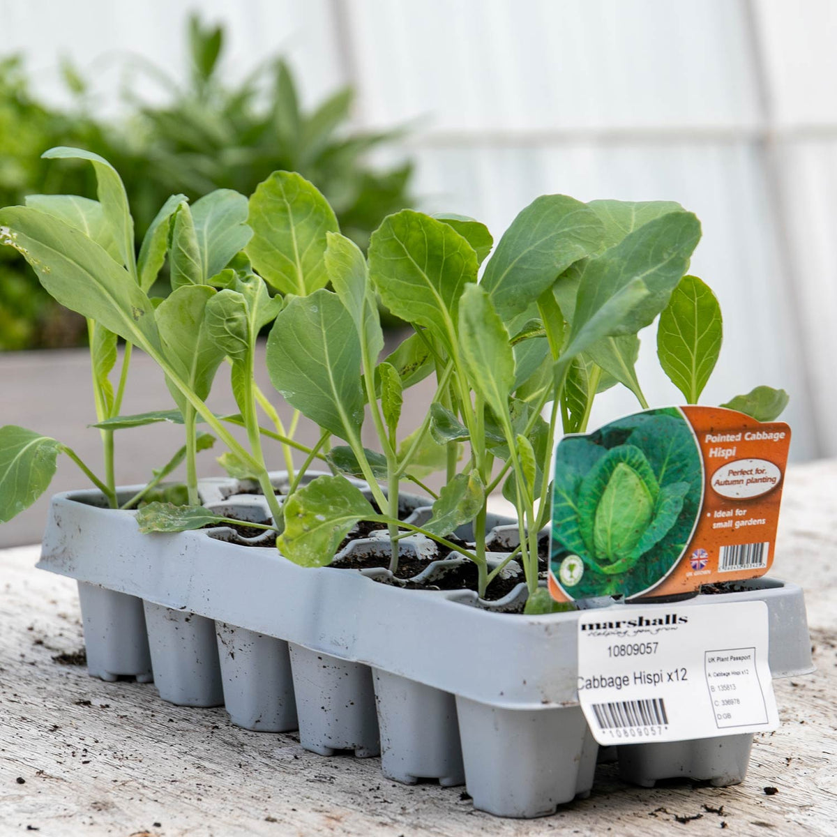 Cabbage Pointed Hispi 12 Plants Buy Cabbage Plants Online Cabbage