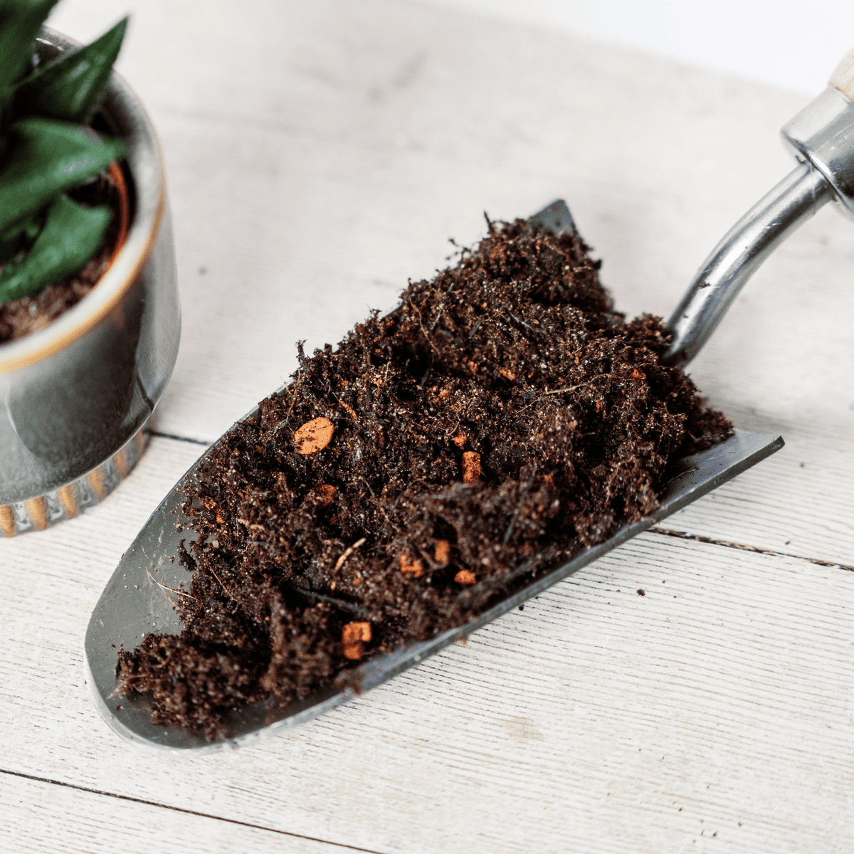 Westland Cacti & Succulent PeatFree Potting Mix 4L Buy Cacti