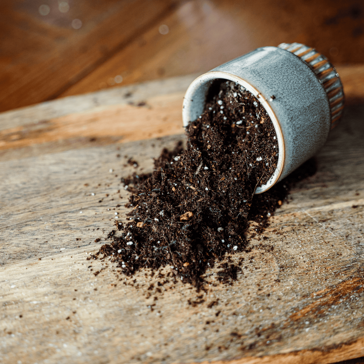 Westland Cacti & Succulent PeatFree Potting Mix 4L Twin Pack Buy