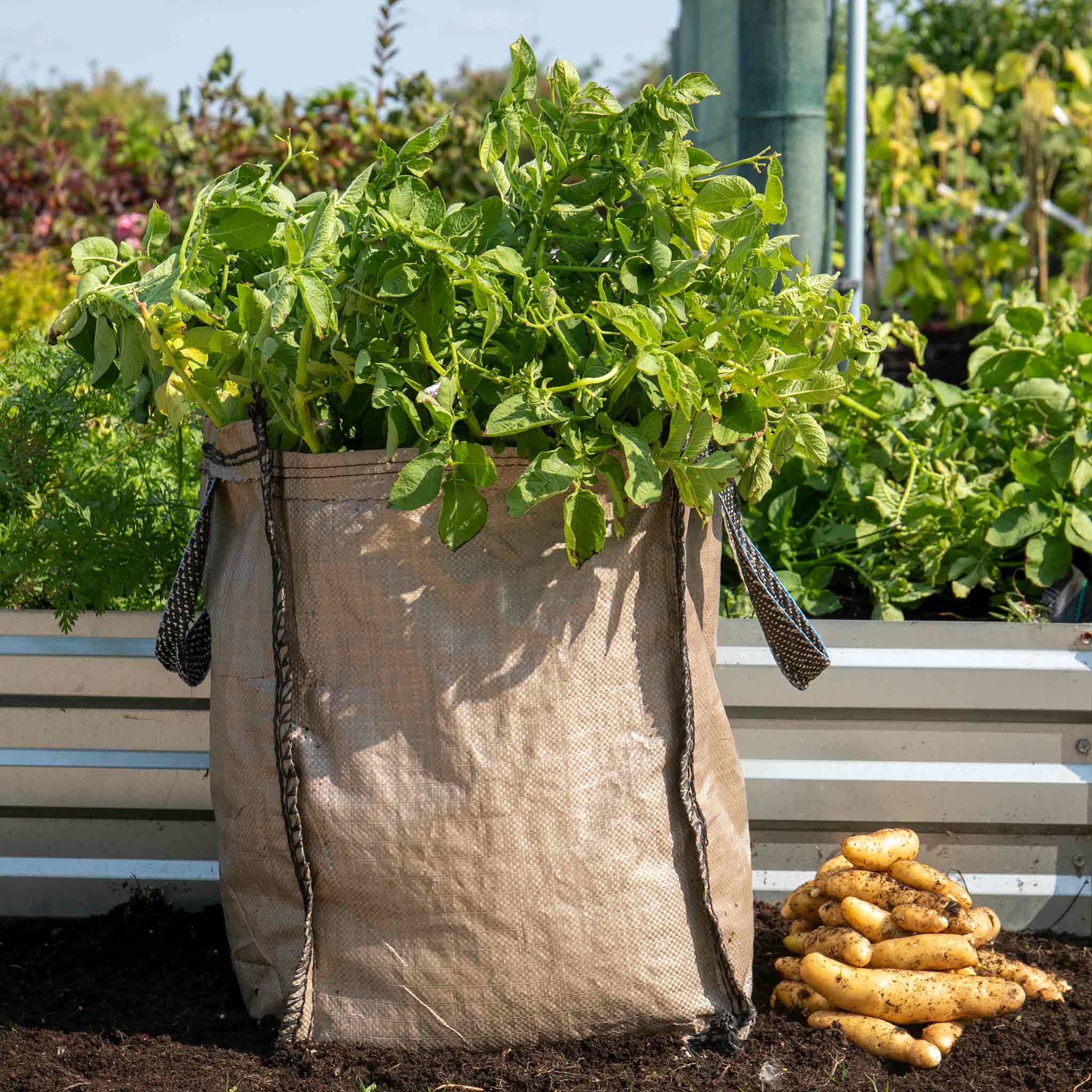 potato plants in grow bags Potato Grow Sack