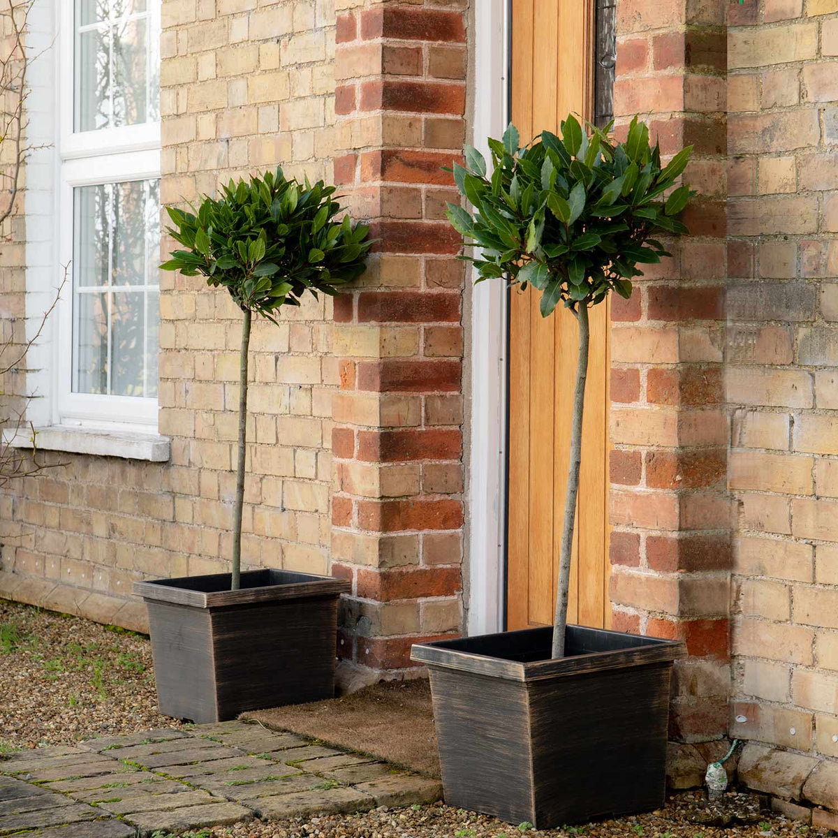 Standard Bay Trees 100cm Pair with Planters Buy Bay Trees Online Bay Trees for Sale