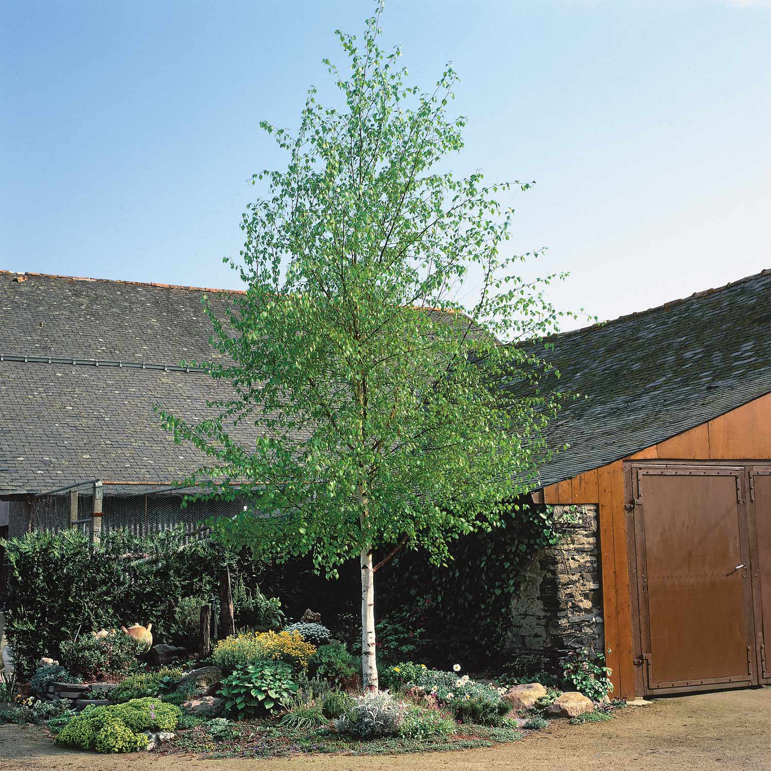 Himalayan Birch Tree | Marshalls Garden
