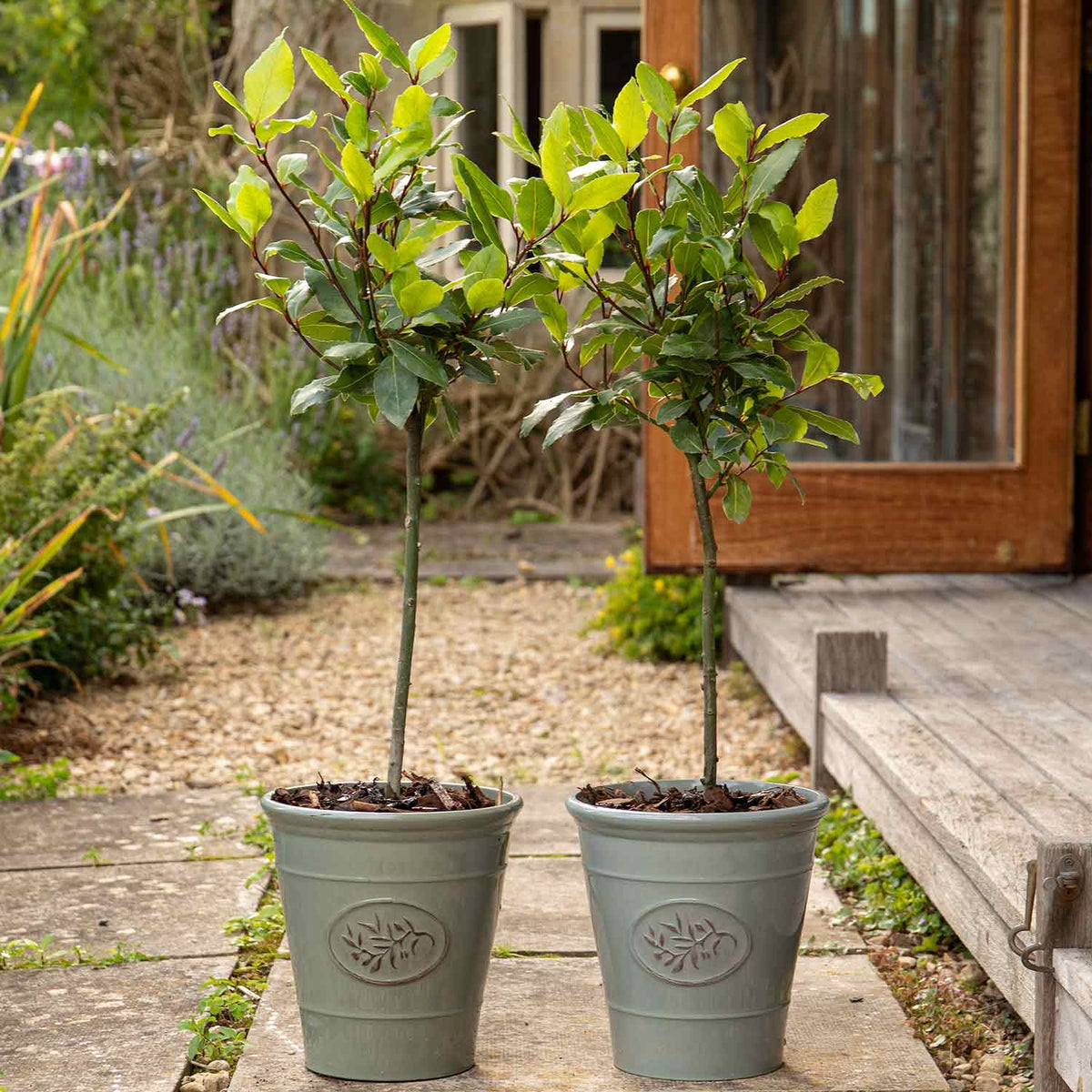 bay-trees-standard-small-50cm-pair-buy-bay-trees-online-bay-trees