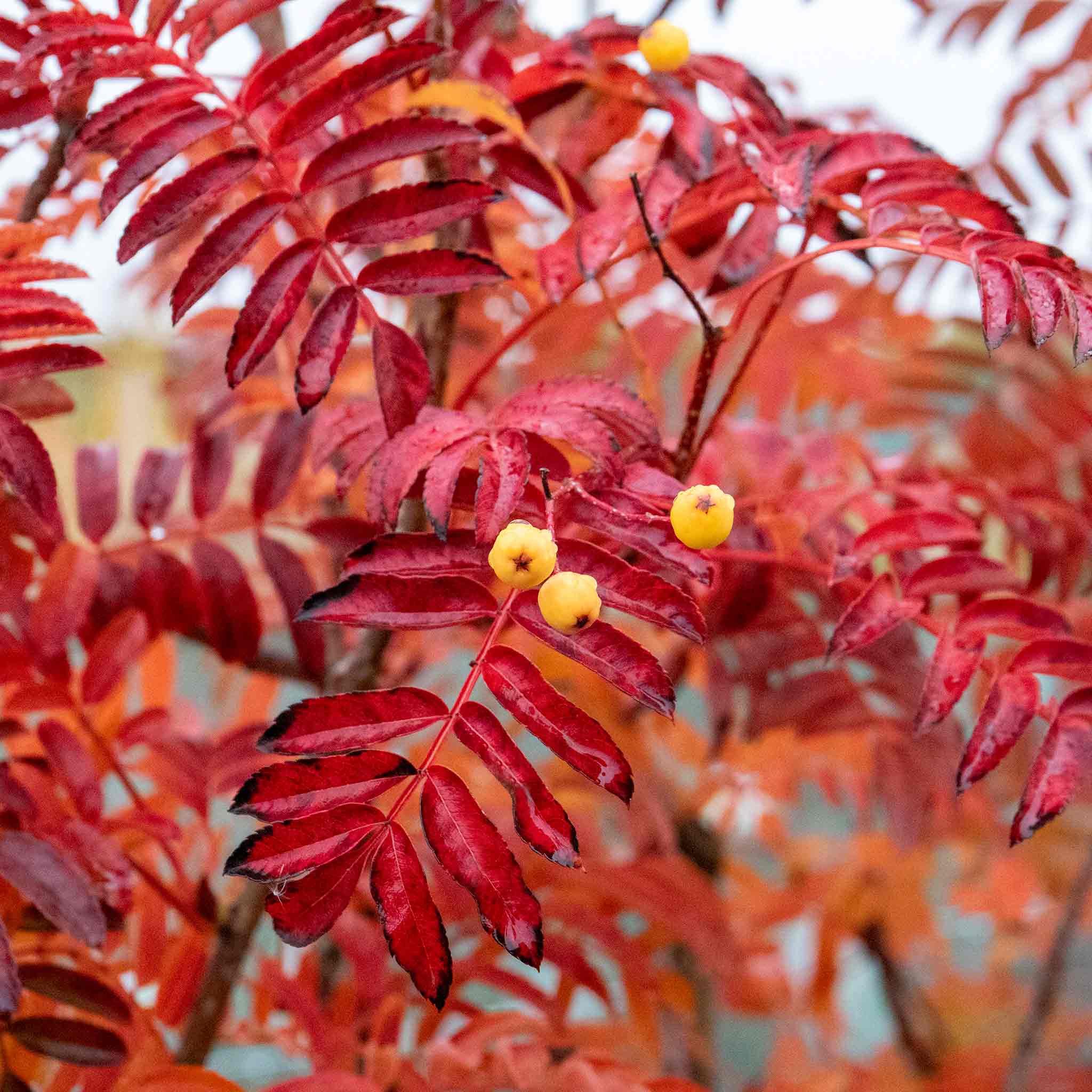 Mountain Ash Sorbus Aucuparia Tree 'Joseph Rock' | Marshalls Garden