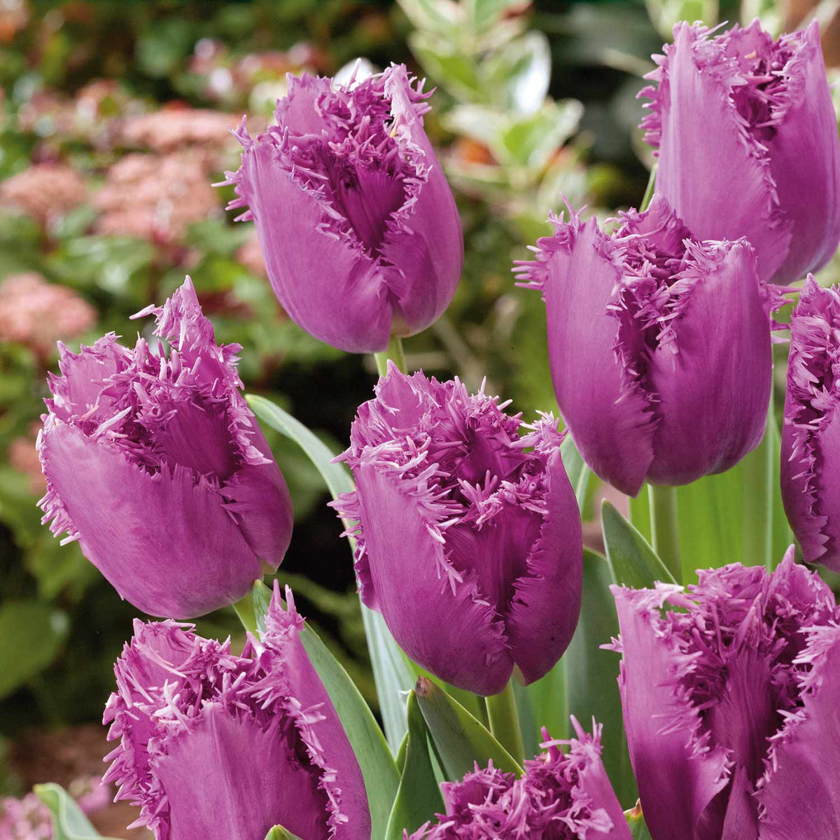 Tulip 'Lilac Frizzle' 10 Bulbs Buy Tulip Bulbs Online Tulip Bulbs