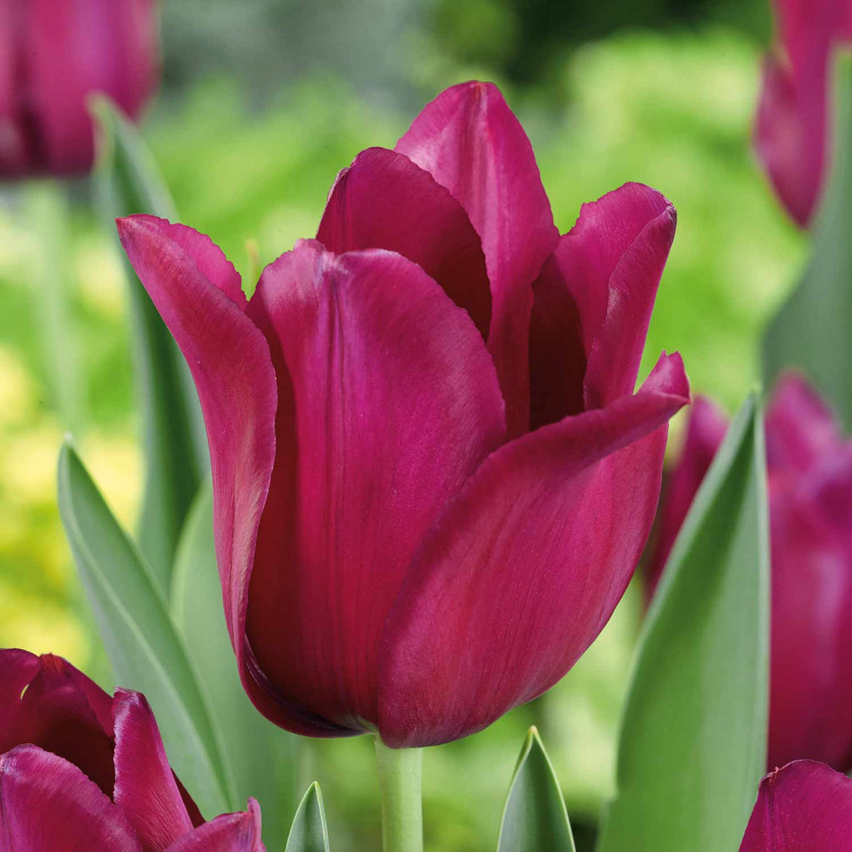 Tulip 'Merlot' 10 Bulbs Buy Tulip Bulbs Online Tulip Bulbs for