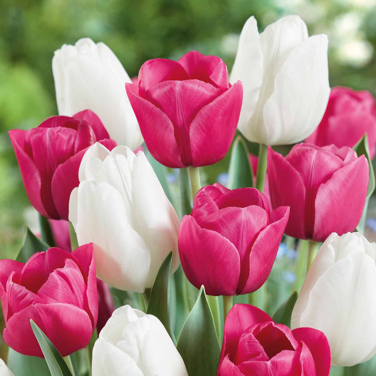 Tulip 'Bubblegum Mix' 20 Bulbs Buy Tulip Bulbs Online Tulip Bulbs