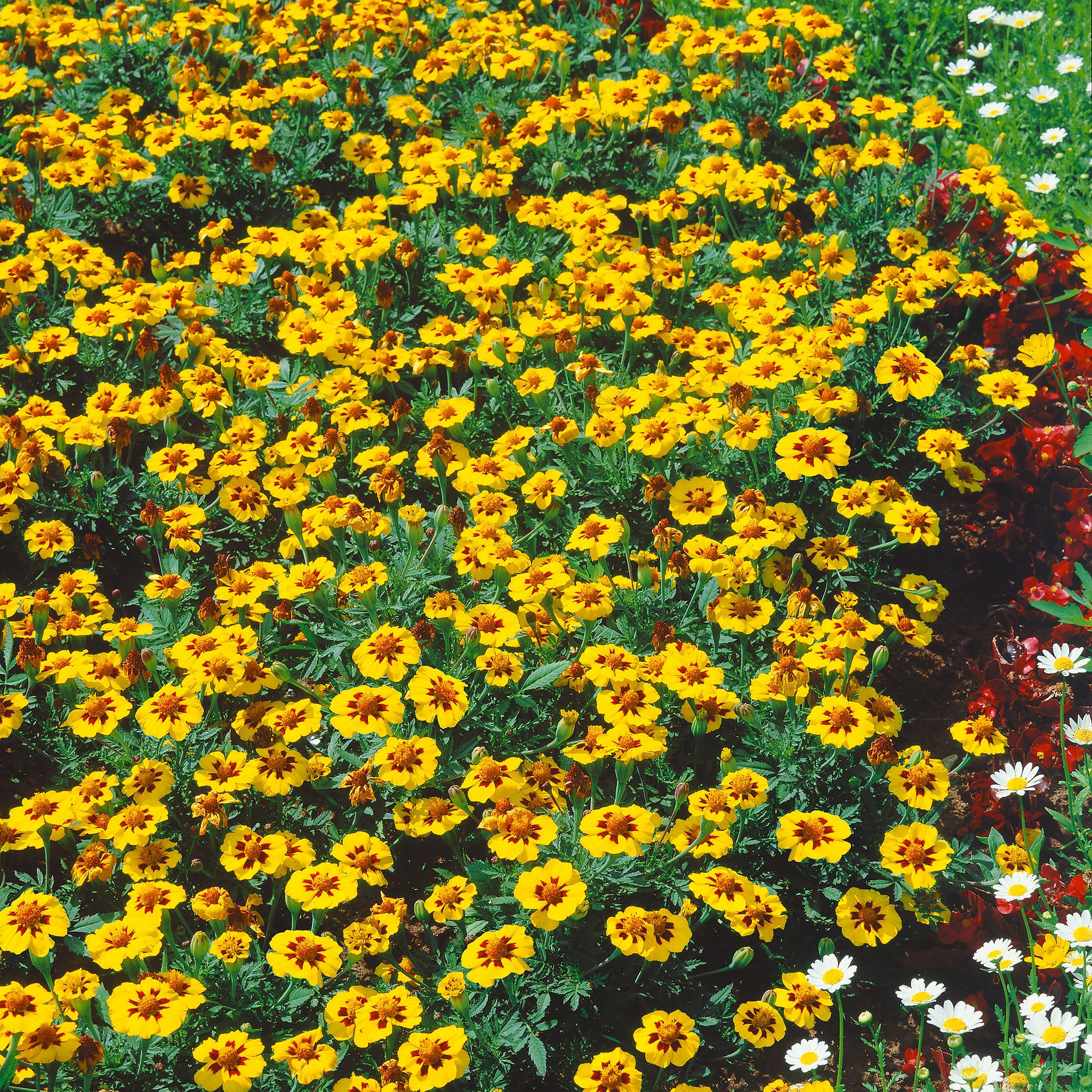 naughty marietta marigold seeds French Marigold Seeds 'Naughty Marietta'
