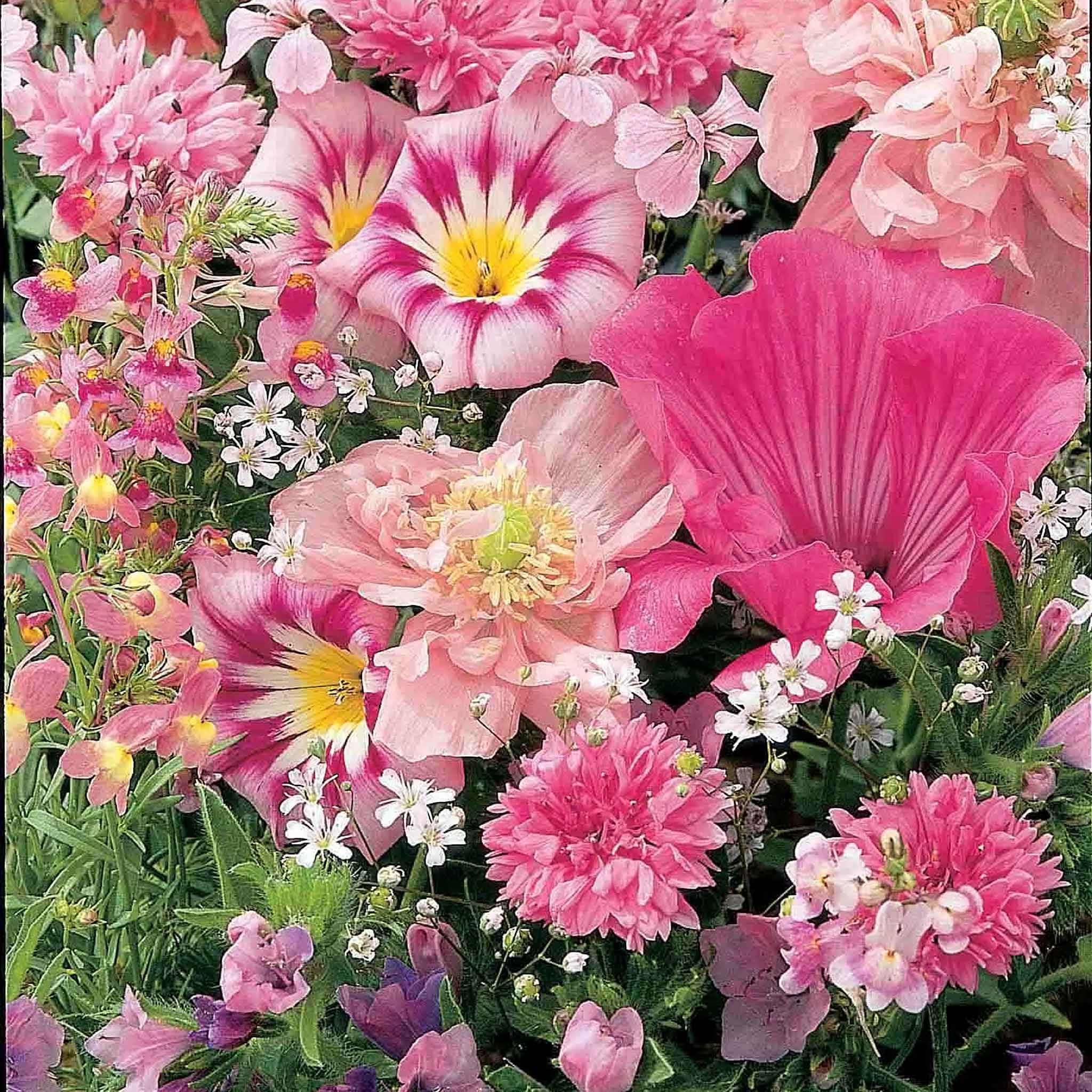 garden pinks seeds Mixed Annuals Seeds 'Sea Of Pink'