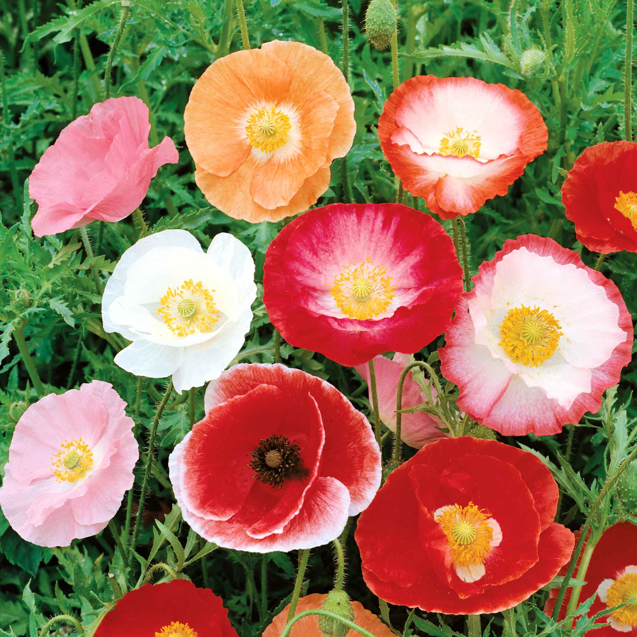 double poppy flower seeds Poppy Seeds 'Shirley Double Mix '