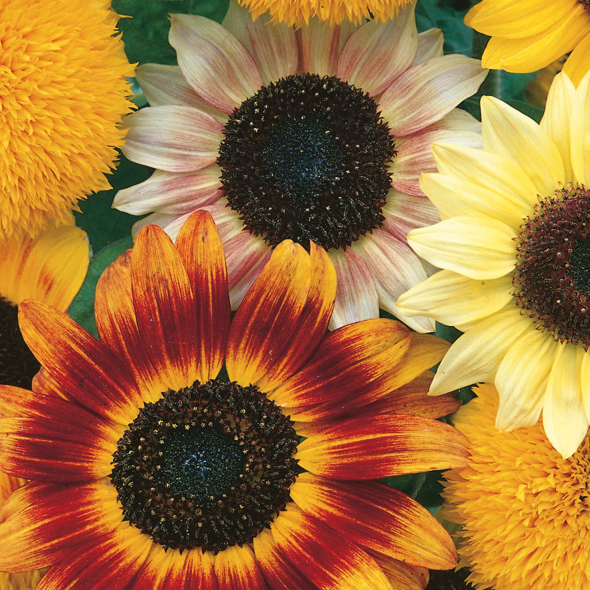 Sunflower Seeds 'Toyshop' | Marshalls Garden