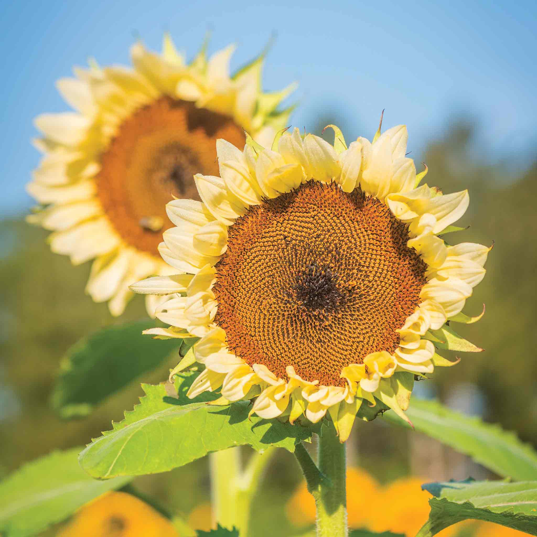 white sunflower seeds for planting Sunflower Seeds 'White Nite'