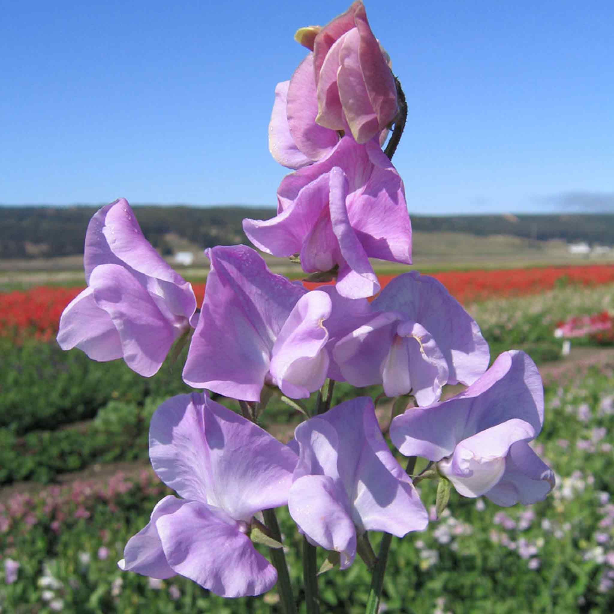 Sweet Pea Seeds 'Leamington' | Marshalls Garden