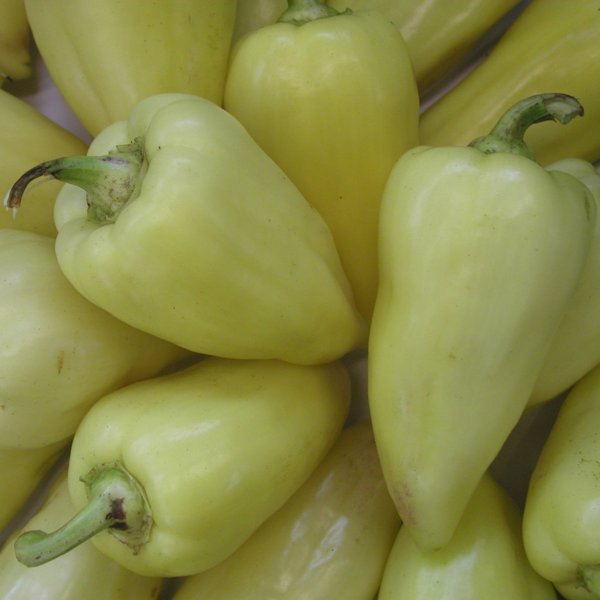 Companion shops planting bell peppers