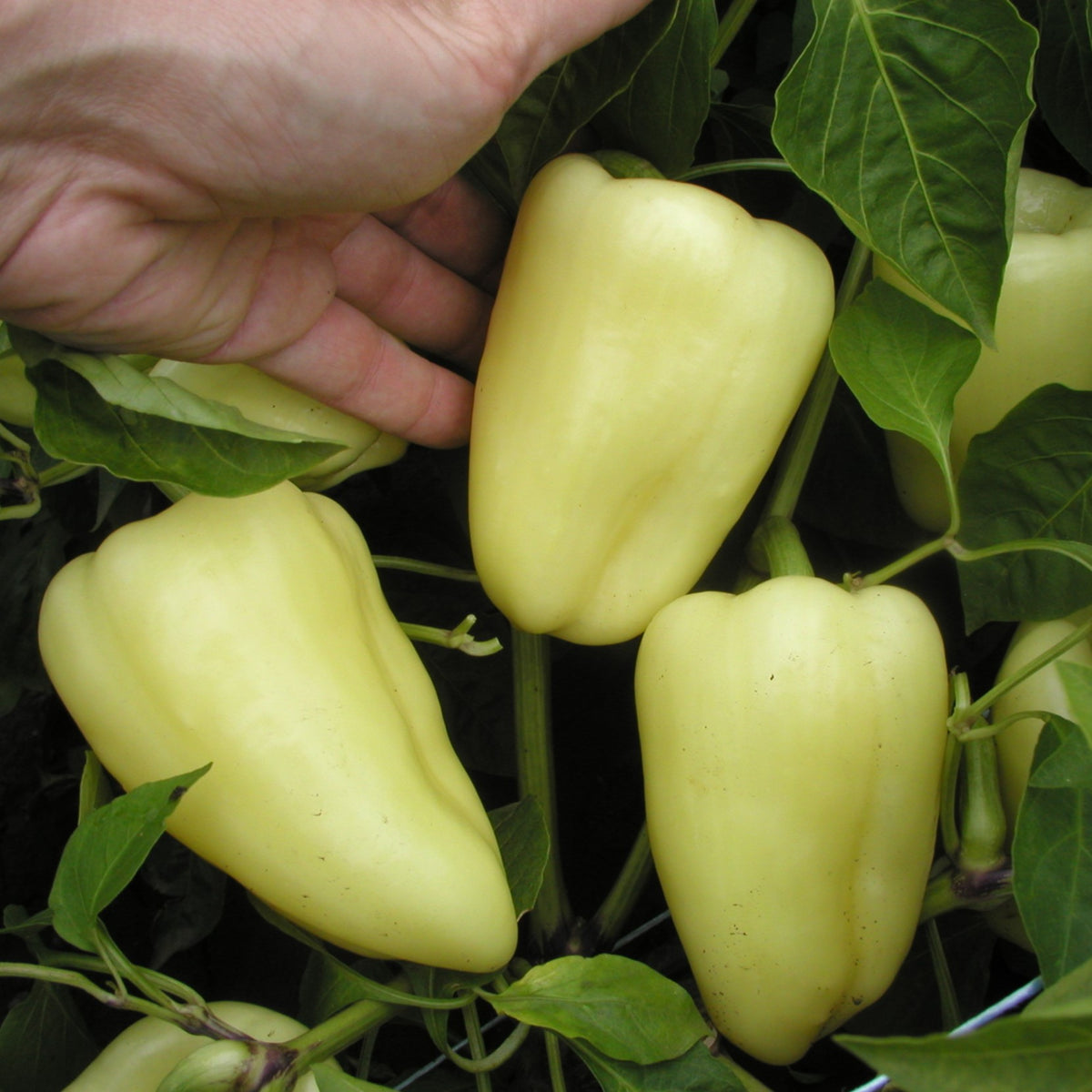 Sweet Pepper Seeds 'Amy' Buy Sweet Pepper Seeds Online Sweet Pepper