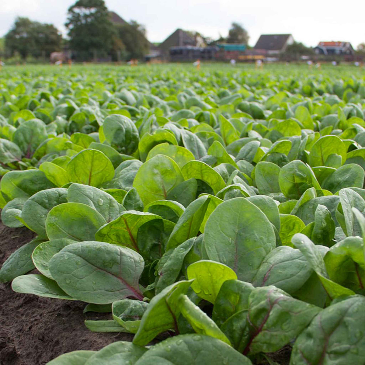 Spinach Seeds 'Rubino' F1 Buy Spinach Seeds Online Spinach Seeds