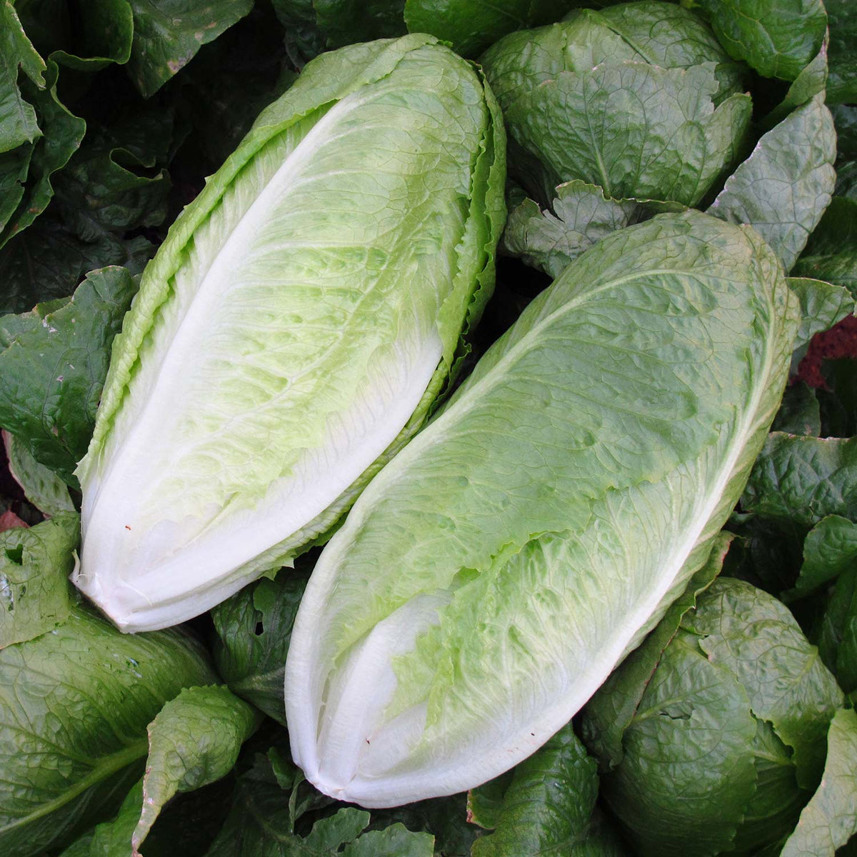 Lettuce Seeds 'Romaine Monterreal' Buy Lettuce Seeds Online Lettuce