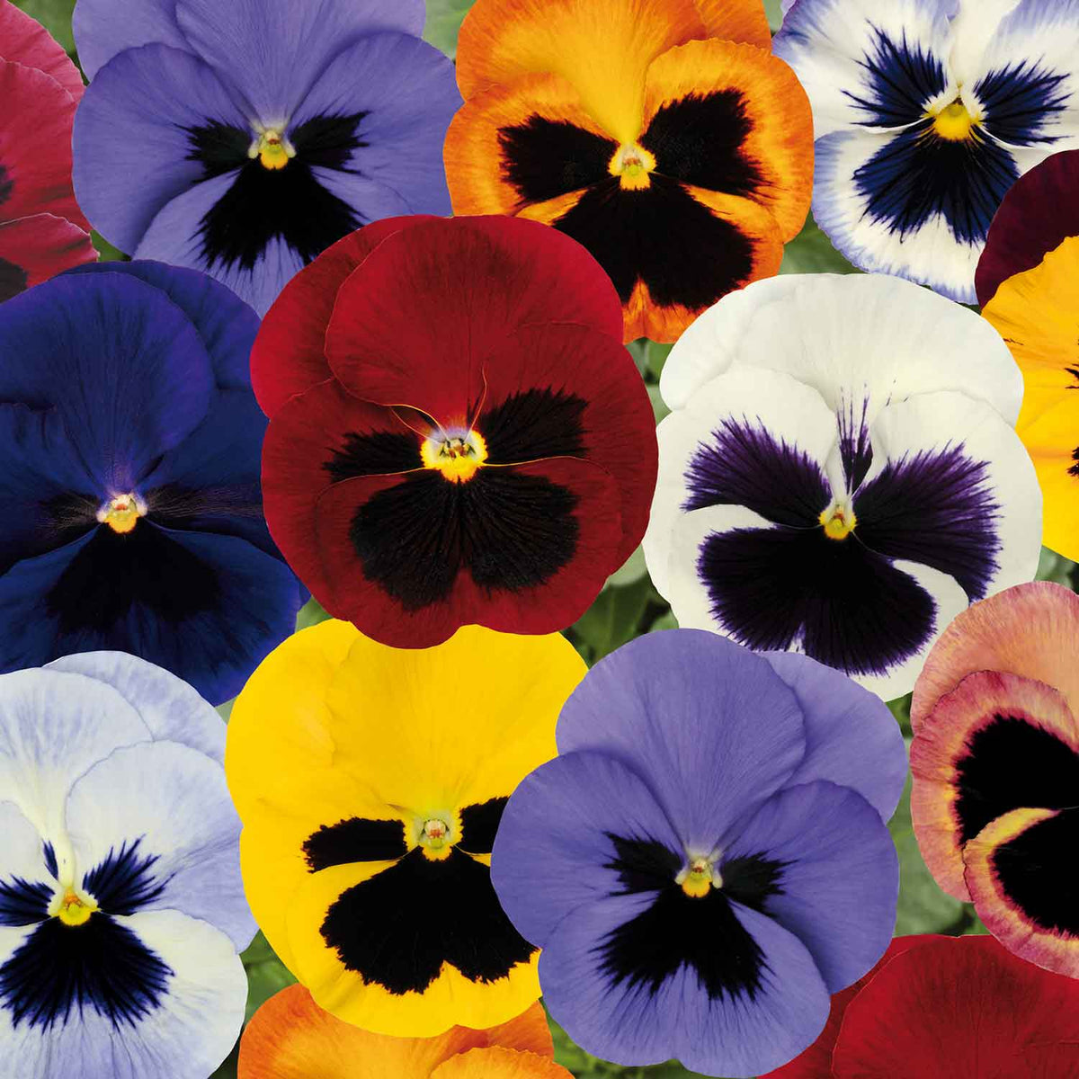 Pansy Matrix 'Blotched Mix' 48 Garden Ready Plug Plants Buy Pansy