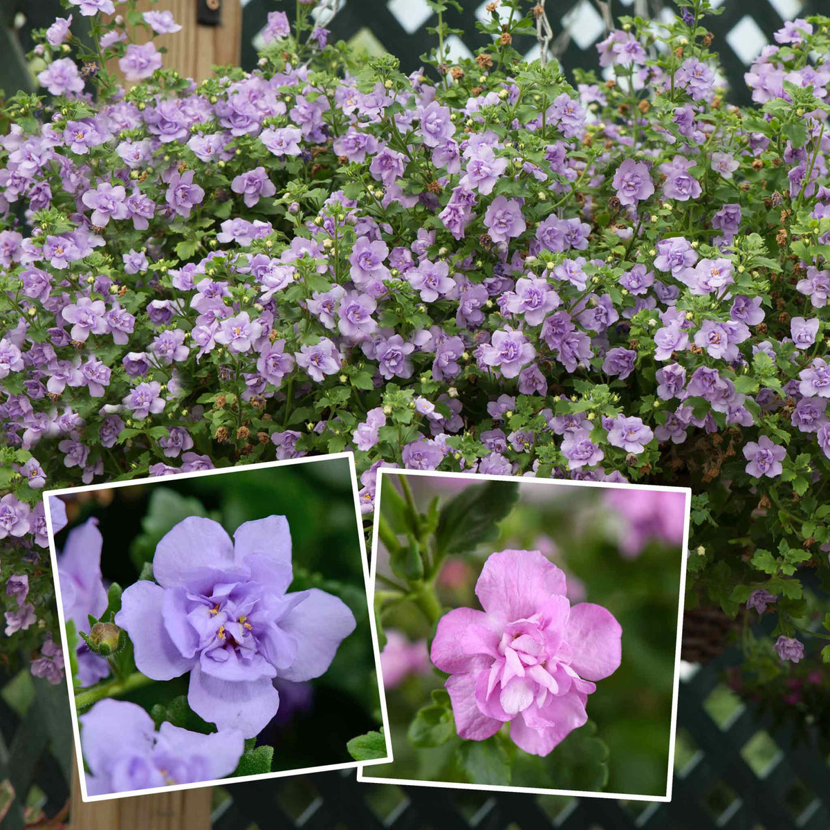 Bacopa Scopia Plant 'Double Mix' 6 x Super Plug Plants Buy Bacopa