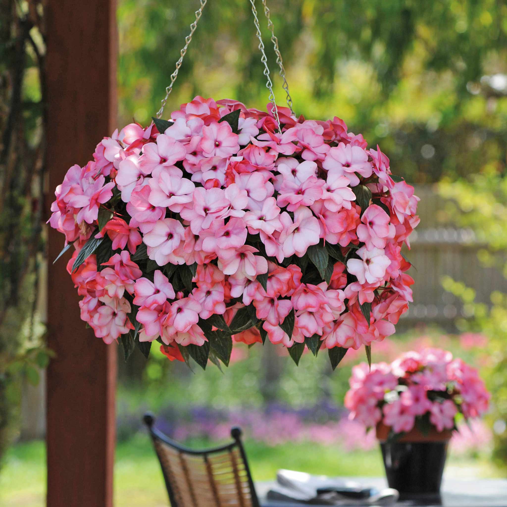 new guinea impatiens hanging plants Impatiens Plant New Guinea 'Clockwork Salmon and Green Leaf'