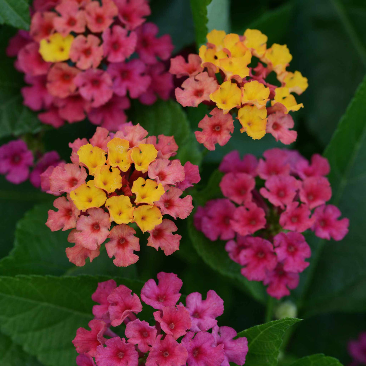 Lantana 'Bloomify Rose' x 5 Super Plugs Buy Lantana Plants Online