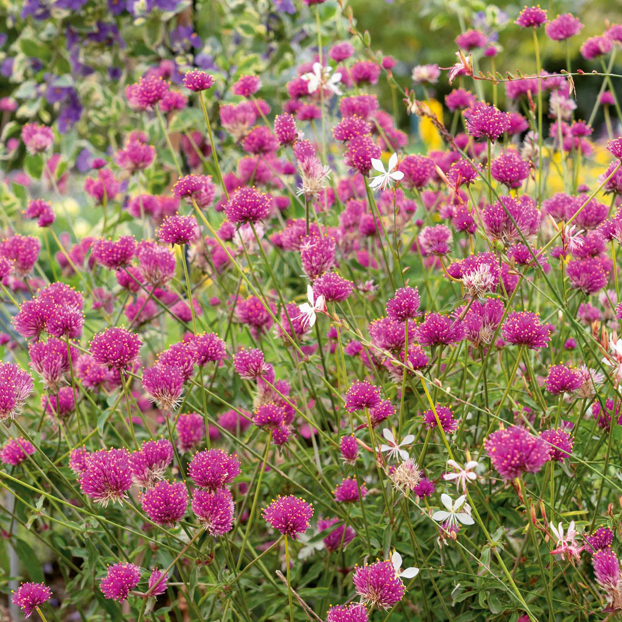 truffula flower seeds Gomphrena Plant 'Truffula Pink'