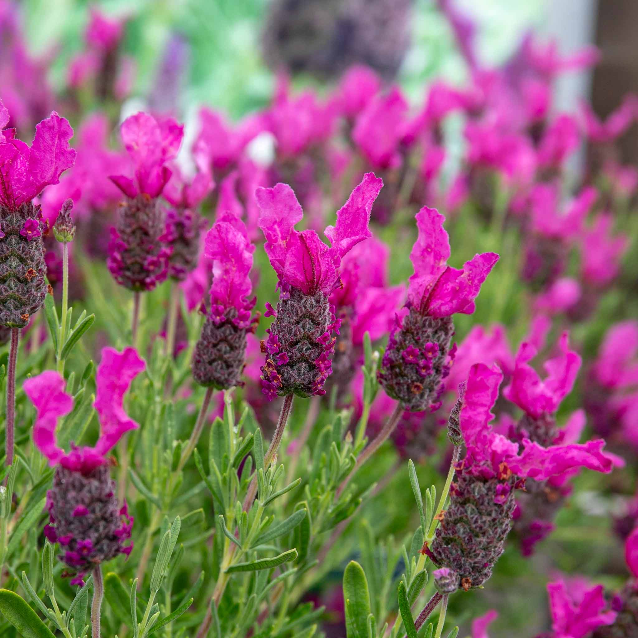 Lavender Plant 'Butterfly Garden Pink Summer'