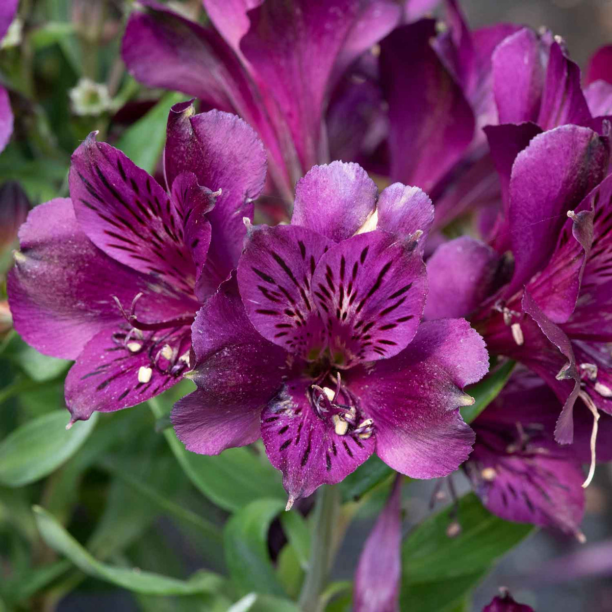 Alstroemeria 'Inticancha Paraiso' 2L Plant Buy Alstroemeria Plants
