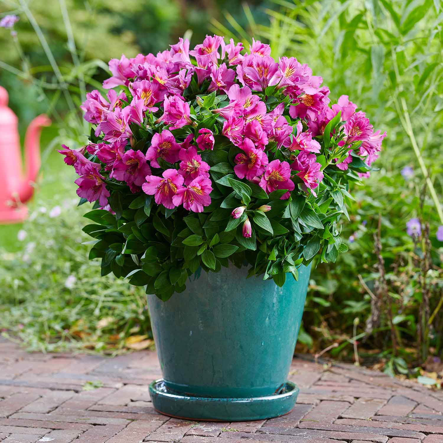 51205426_Alstroemeria-