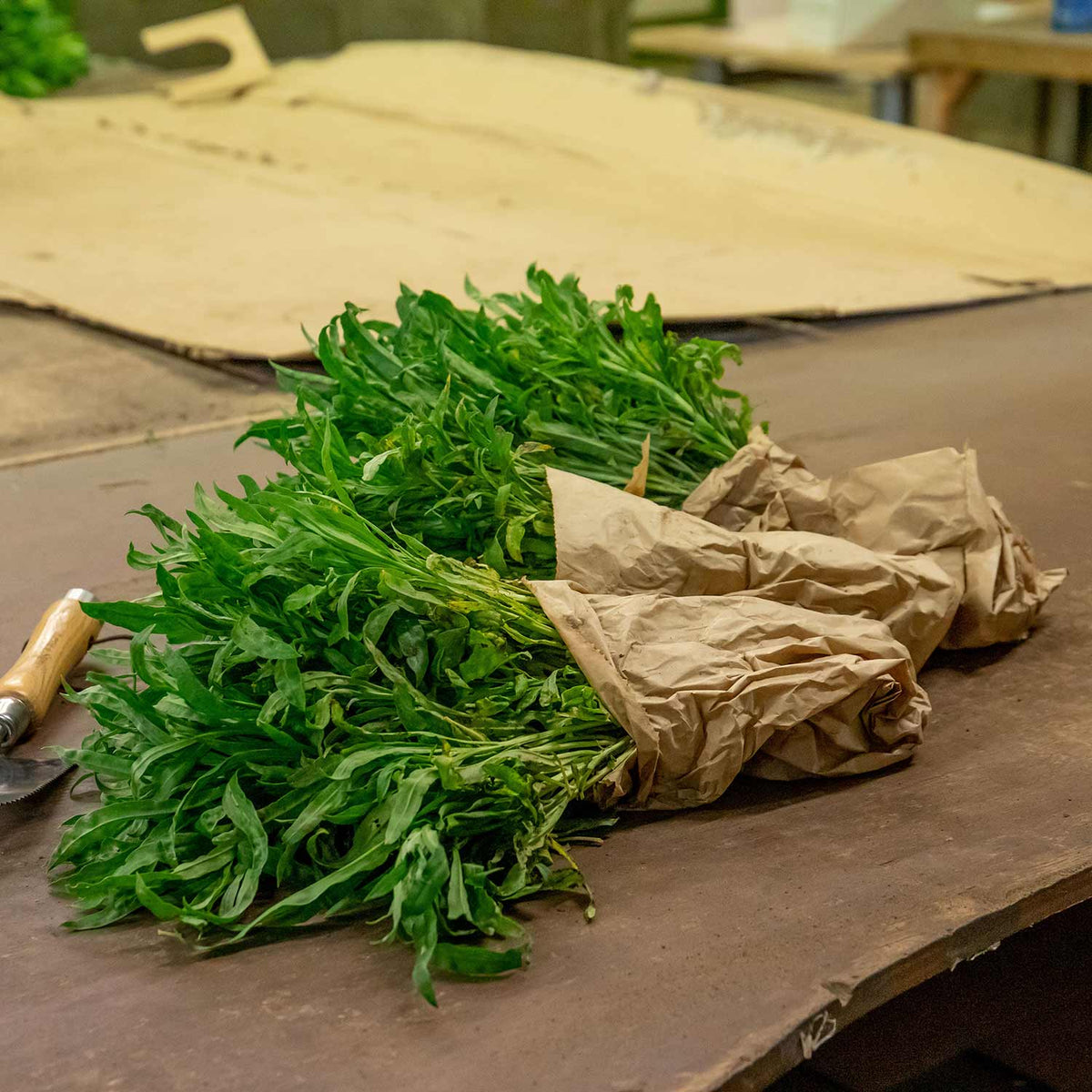 Wallflower Plants Tall Mixed 100 Bare Root Plants Buy Wallflower