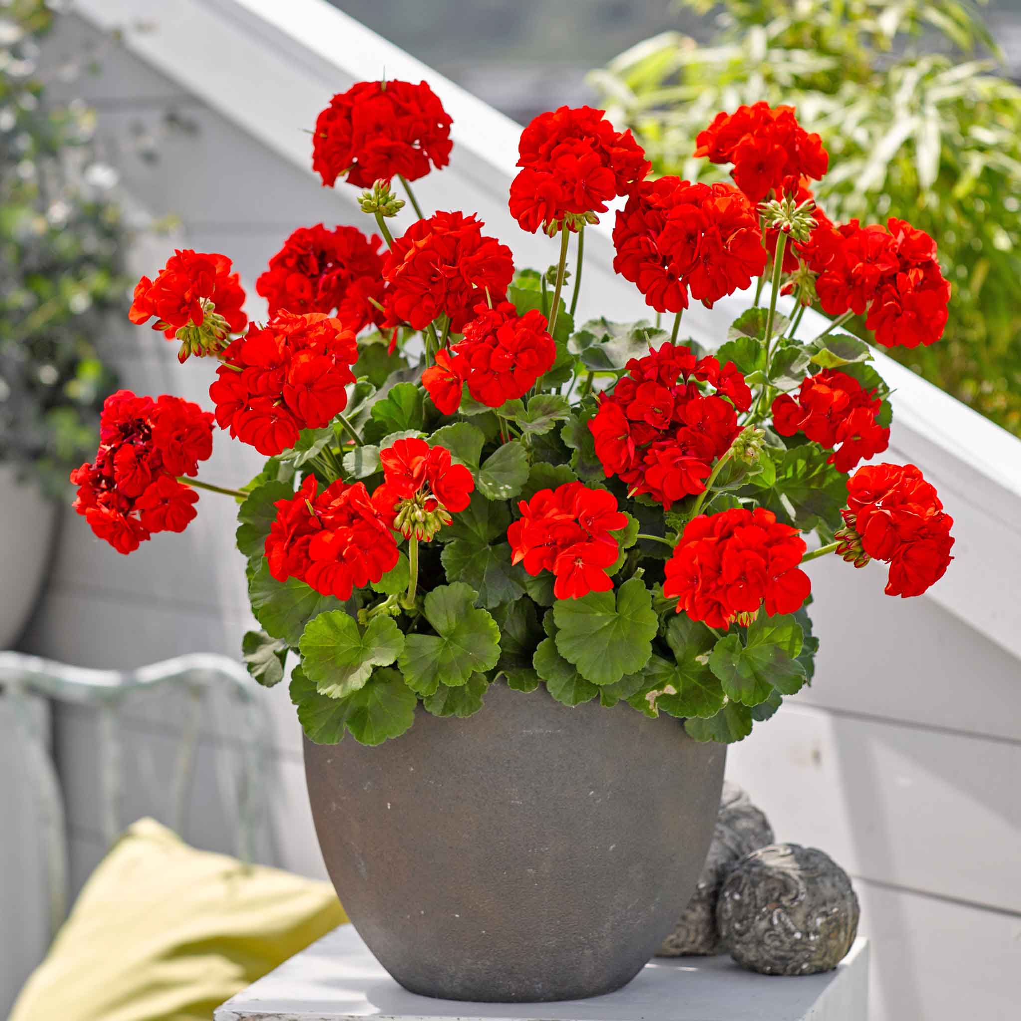 geranium potted plants Geranium Plant 'Friesia Red'