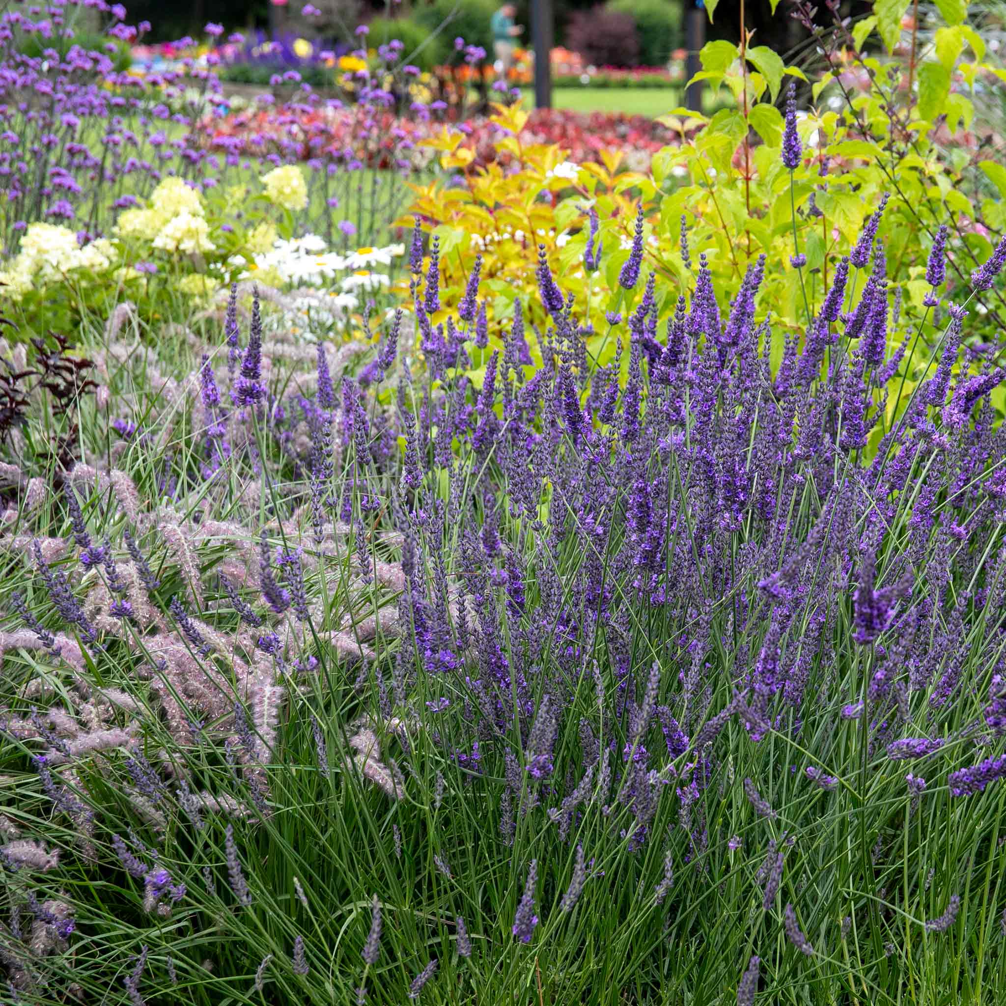 Lavender Plant 'Phenomenal' | Marshalls Garden