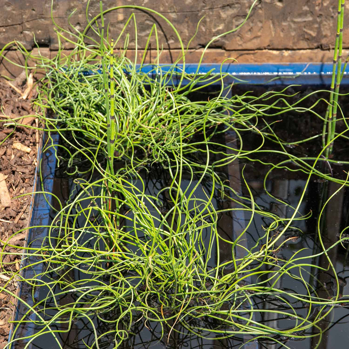 Juncus effusus spiralis 1Ltr Potted Pond Plant Buy Pond Plants