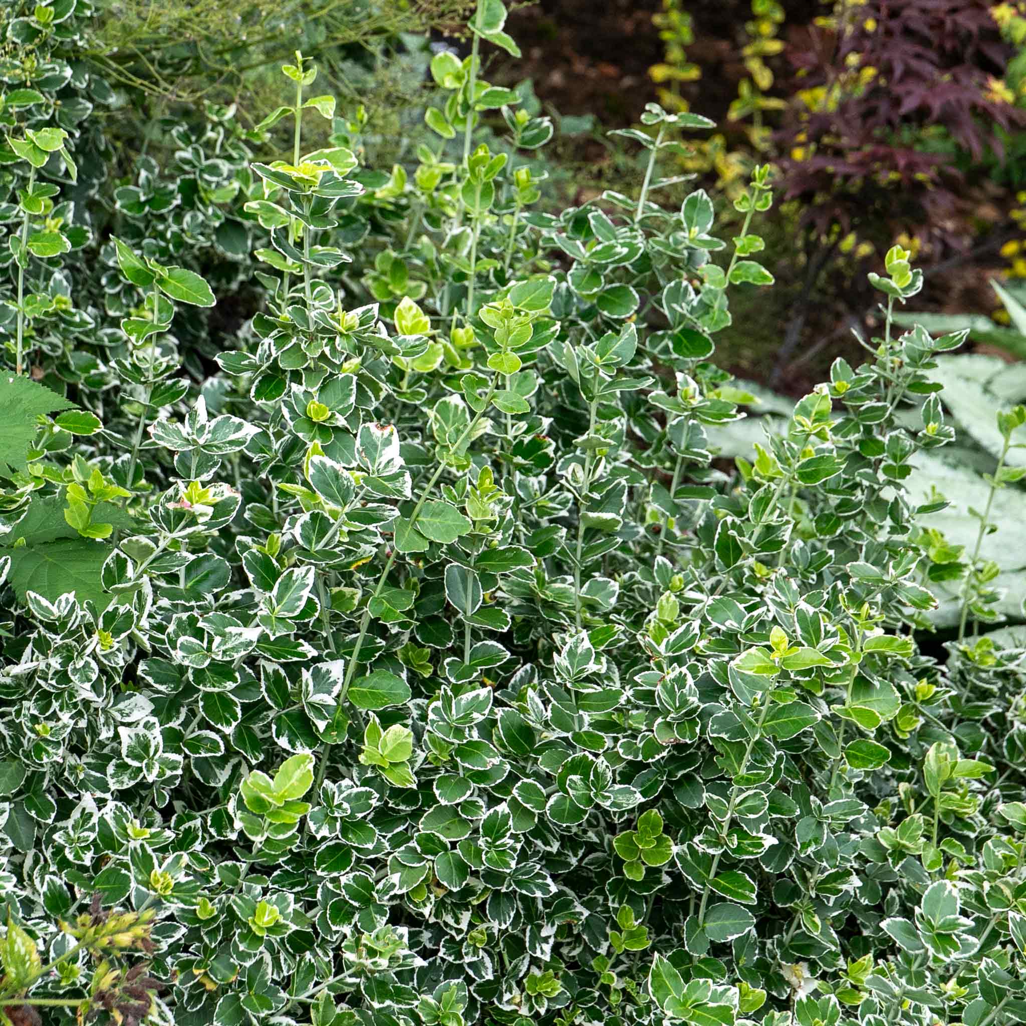 Euonymus Fortunei Plant 'Emerald Gaiety'