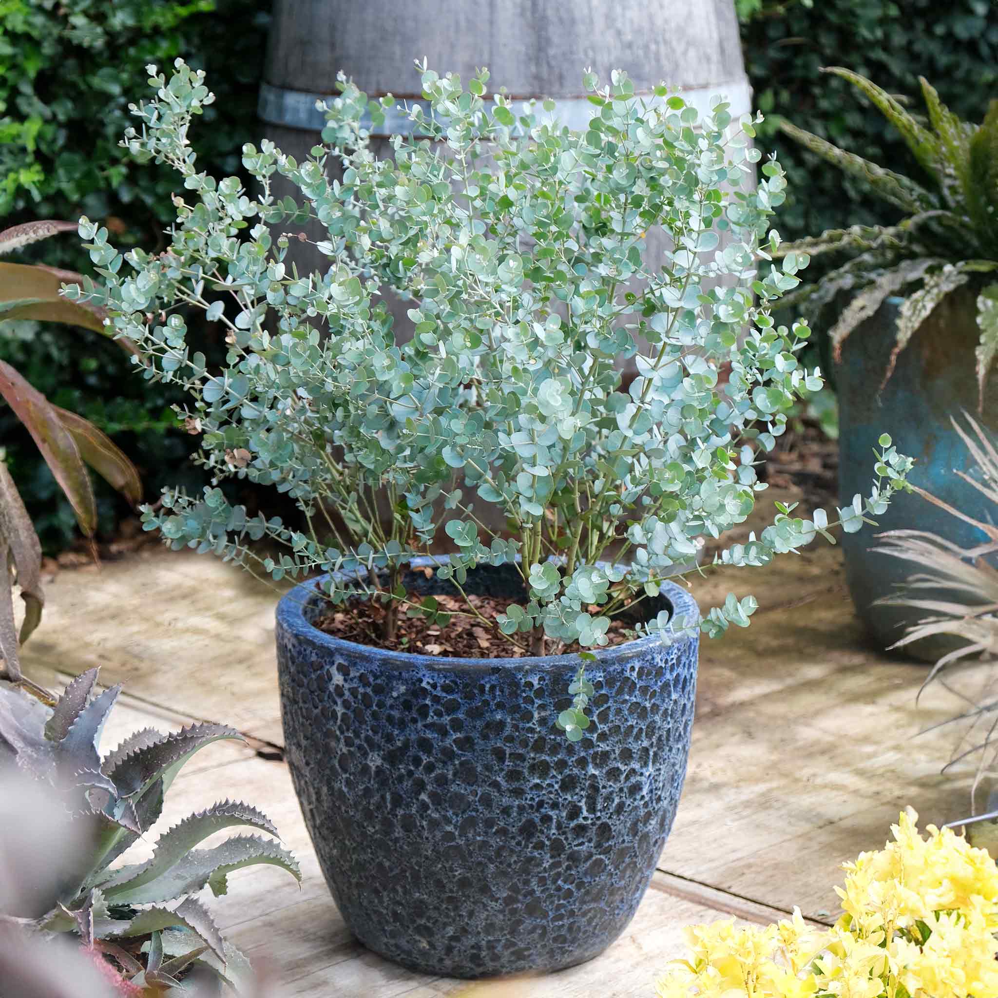 Eucalyptus Gunnii Plant 'Azura'