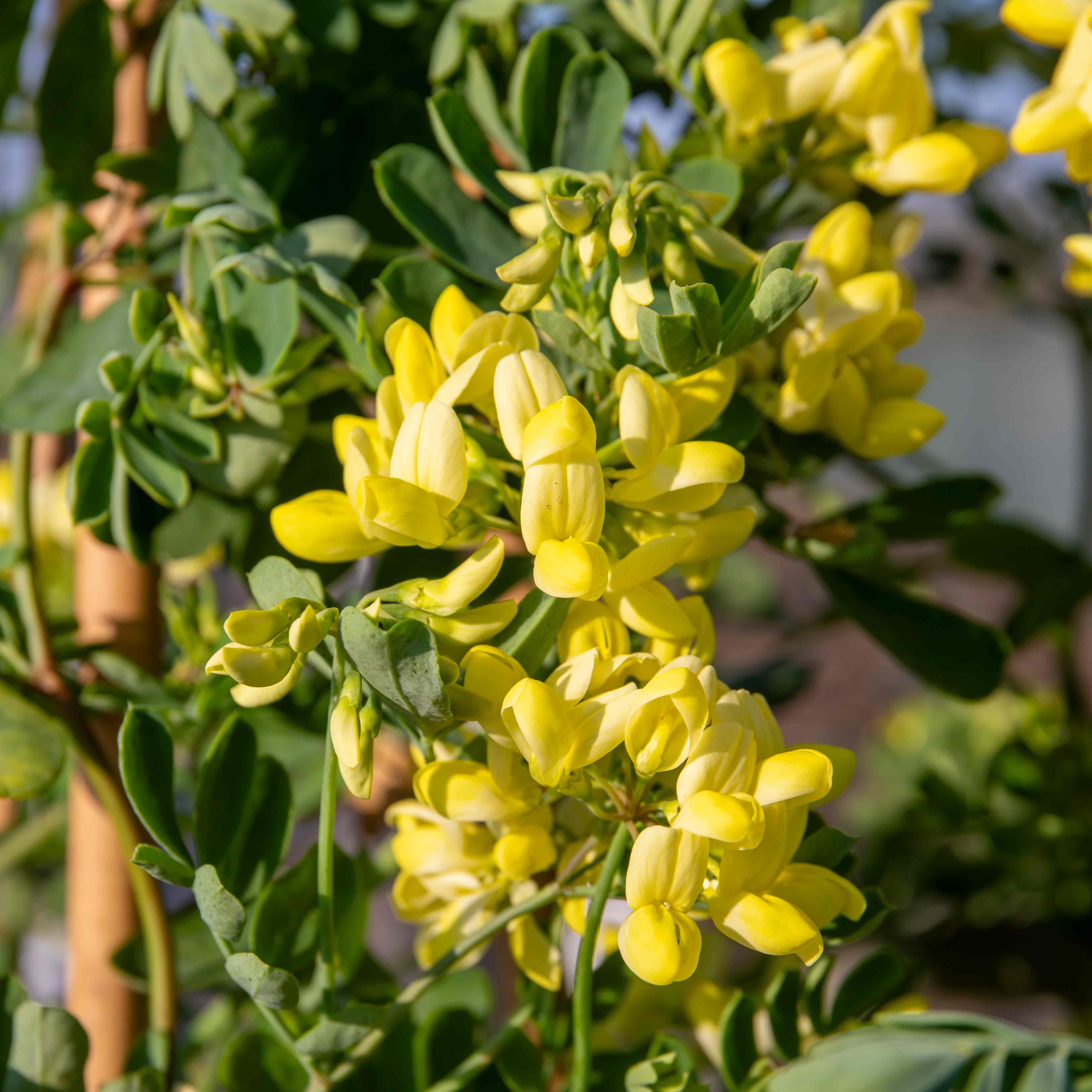 Coronilla Plant 'Glauca Citrina' | Buy Coronilla Plant 'Glauca Citrina'  Online