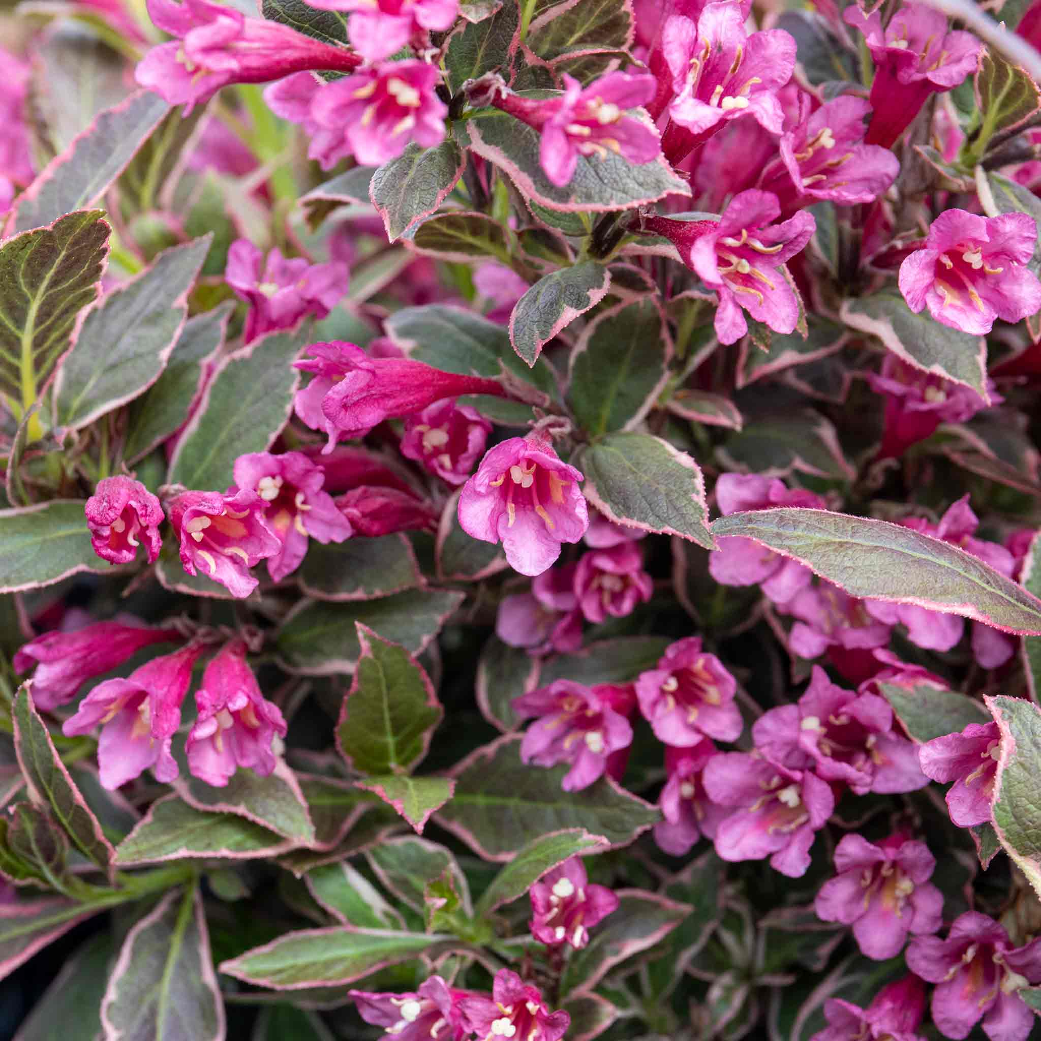 Weigela Florida Plant All Summer Monet Marshalls Garden weigela-florida-plant-all-summer-monet-marshalls-garden