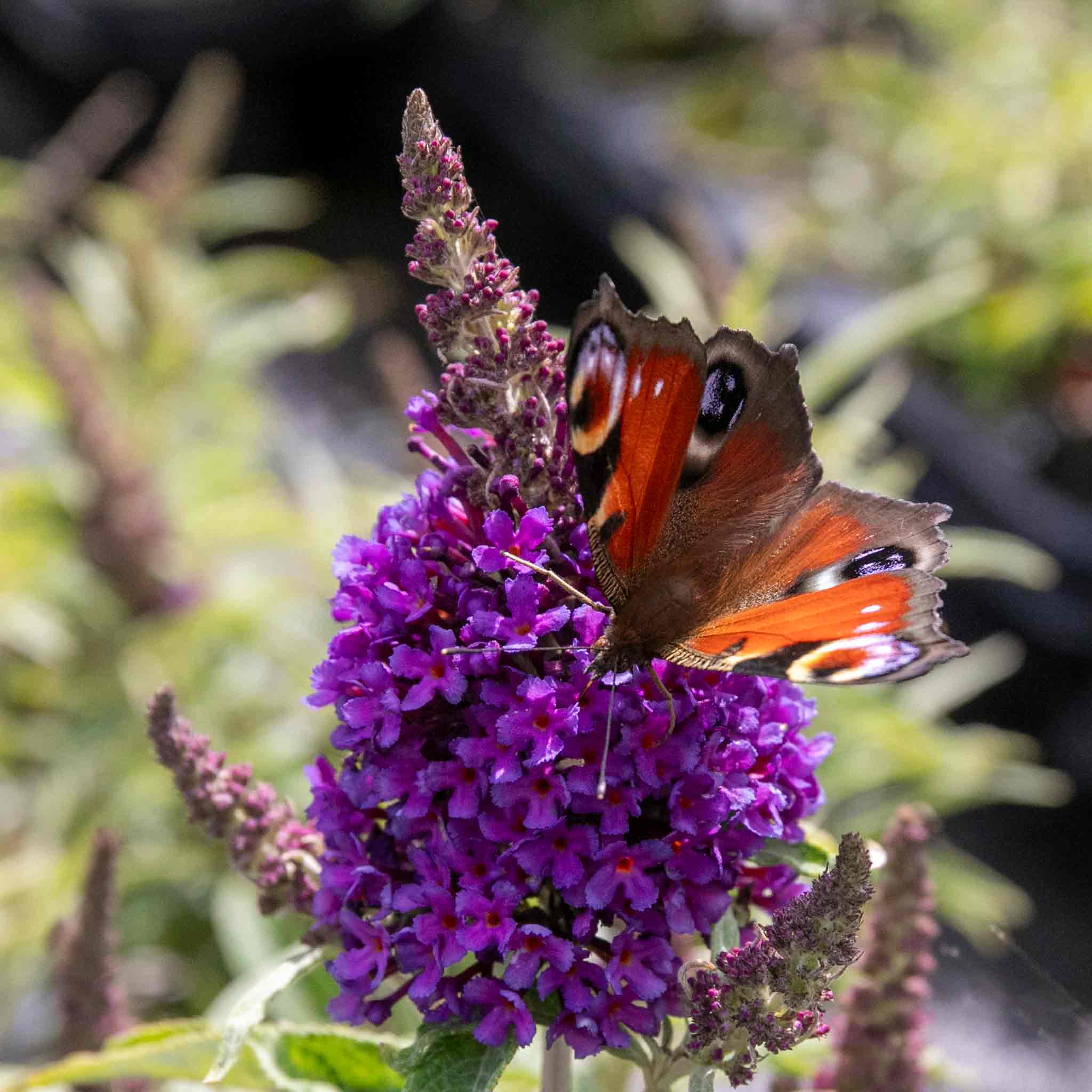 royal horticultural society plants RHS A-Z Encyclopedia of Garden Plants 4th edition – DK