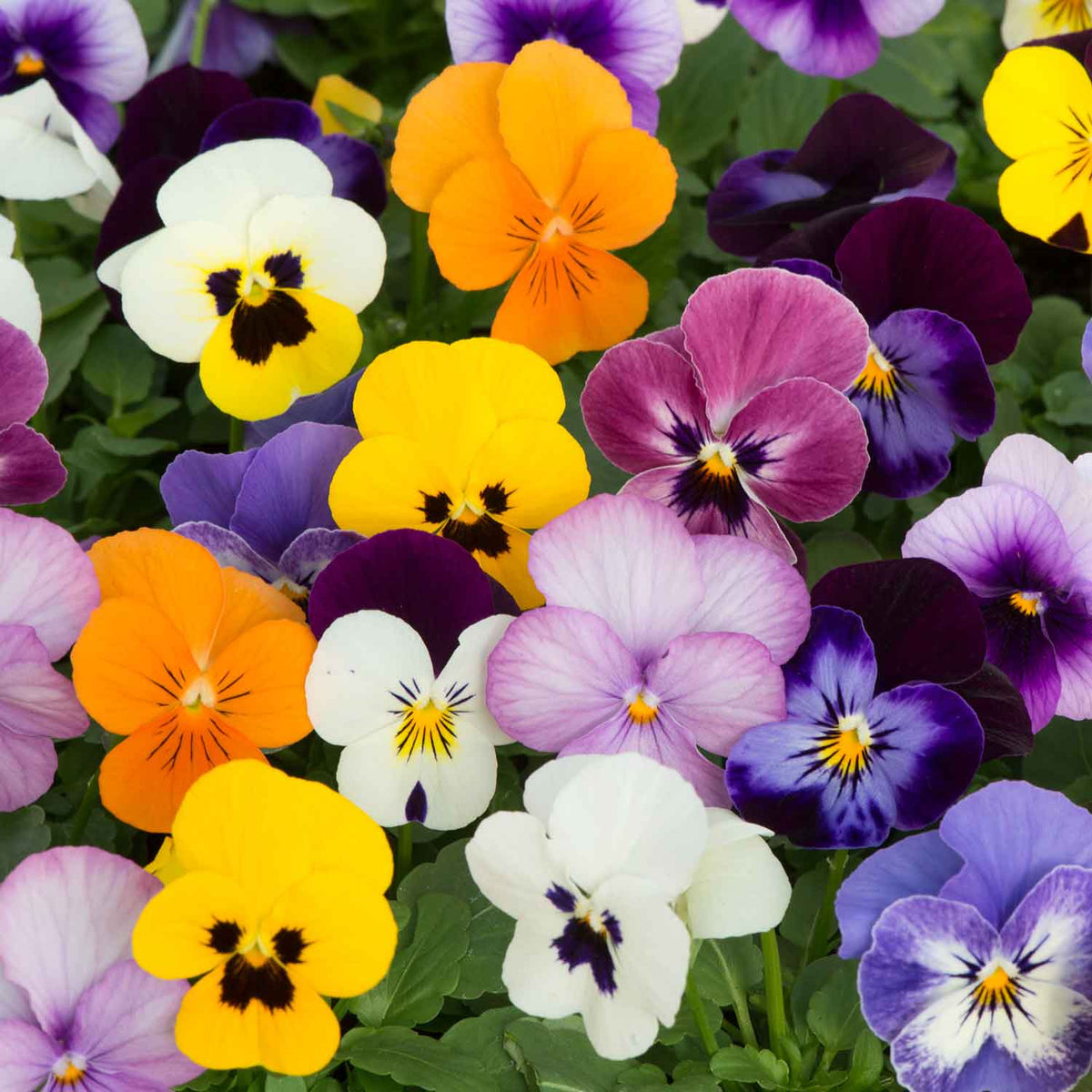 Viola 'Sorbet Mix' 48 Garden Ready Plants Buy Viola Plants Online